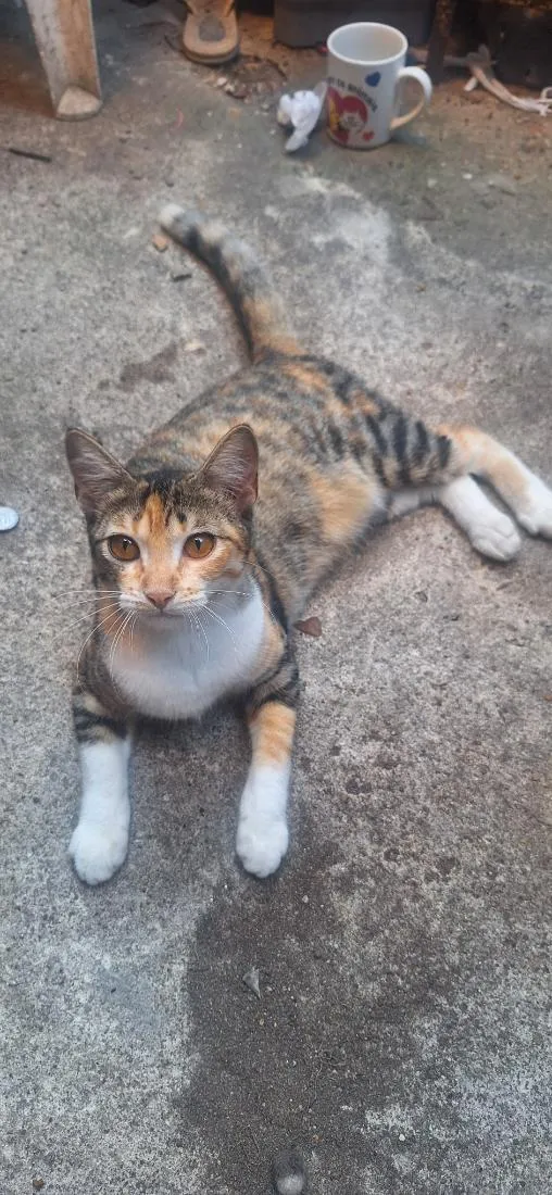 Gato raça SRD-ViraLata idade 2 a 6 meses nome Granola