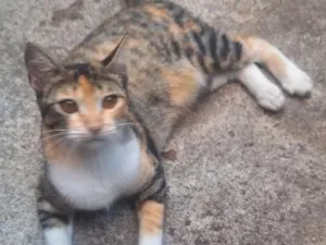 Gato raça SRD-ViraLata idade 2 a 6 meses nome Granola