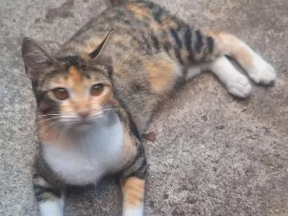 Gato raça SRD-ViraLata idade 2 a 6 meses nome Granola