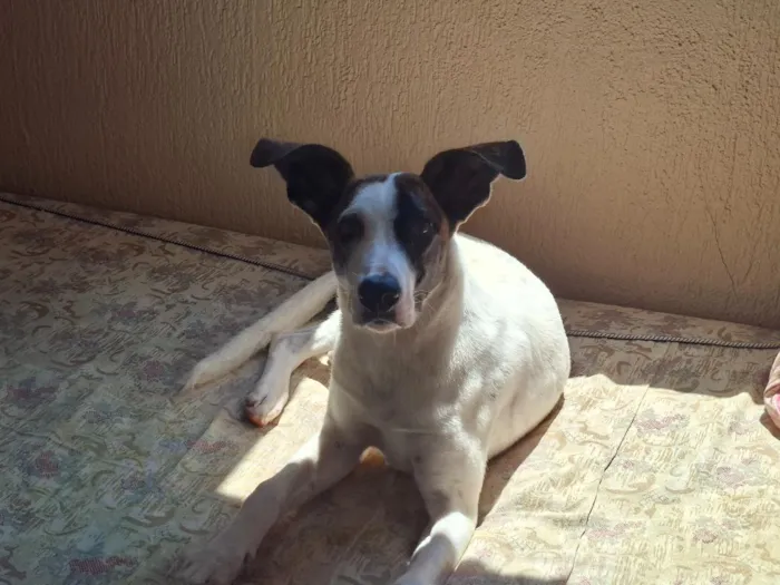 Cachorro raça SRD-ViraLata idade 7 a 11 meses nome Cerejinha
