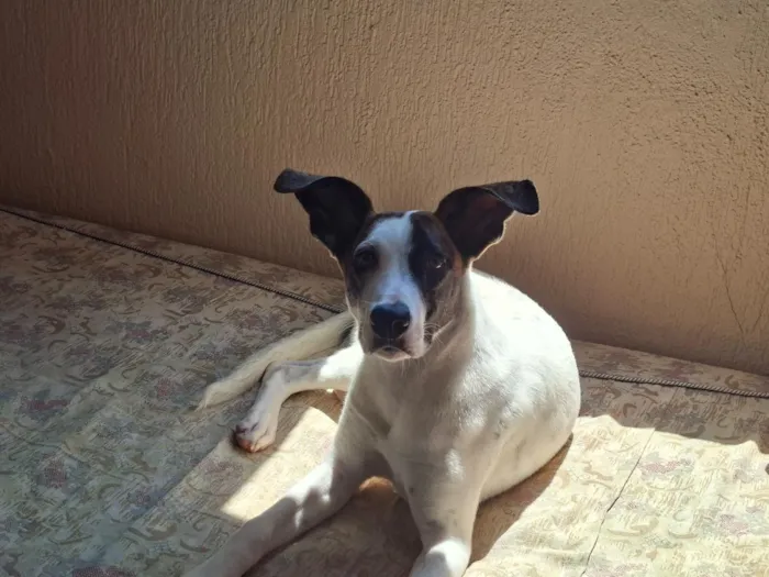 Cachorro raça SRD-ViraLata idade 7 a 11 meses nome Cerejinha