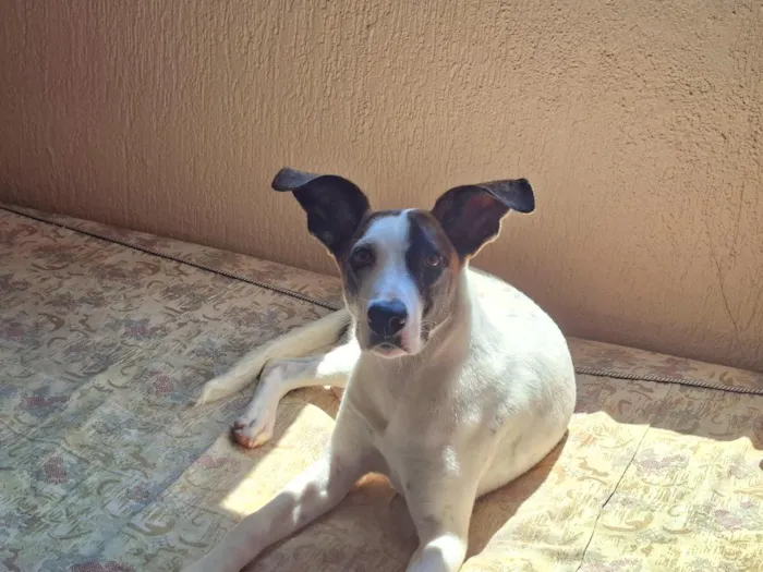 Cachorro raça SRD-ViraLata idade 7 a 11 meses nome Cerejinha