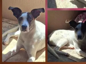 Cachorro raça SRD-ViraLata idade 7 a 11 meses nome Cerejinha