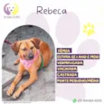 Rebeca