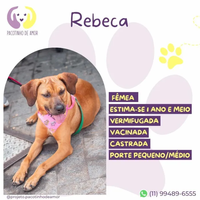 Cachorro raça SRD-ViraLata idade 1 ano nome Rebeca