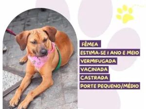Cachorro raça SRD-ViraLata idade 1 ano nome Rebeca