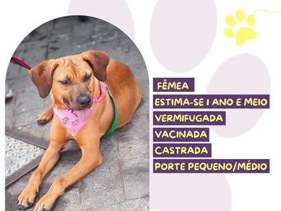 Cachorro raça SRD-ViraLata idade 1 ano nome Rebeca