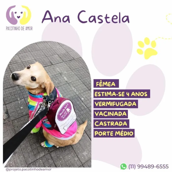 Cachorro raça SRD-ViraLata idade 4 anos nome Ana Castela