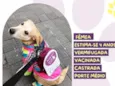 Ana Castela