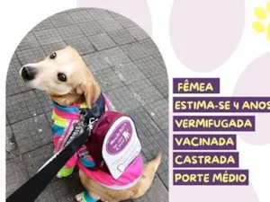 Cachorro raça SRD-ViraLata idade 4 anos nome Ana Castela
