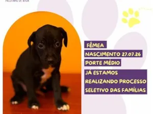 Cachorro raça SRD-ViraLata idade Abaixo de 2 meses nome Fini