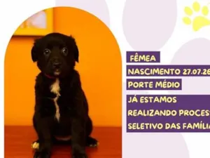 Cachorro raça SRD-ViraLata idade Abaixo de 2 meses nome Hubba