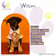 Wilson
