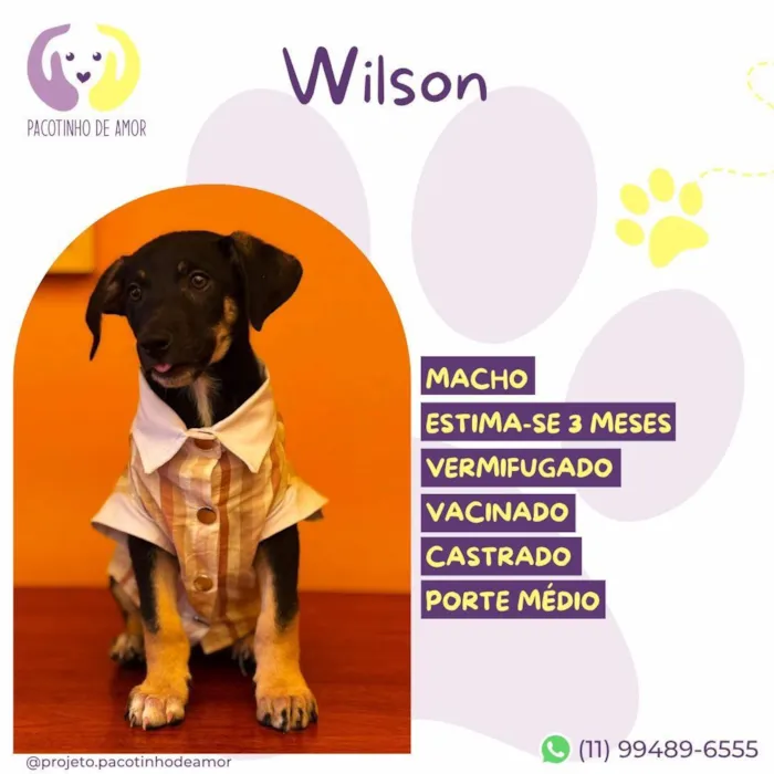 Cachorro raça SRD-ViraLata idade 2 a 6 meses nome Wilson