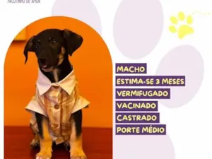 Cachorro raça SRD-ViraLata idade 2 a 6 meses nome Wilson