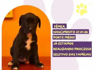 Cachorro raça SRD-ViraLata idade 2 a 6 meses nome Gloop