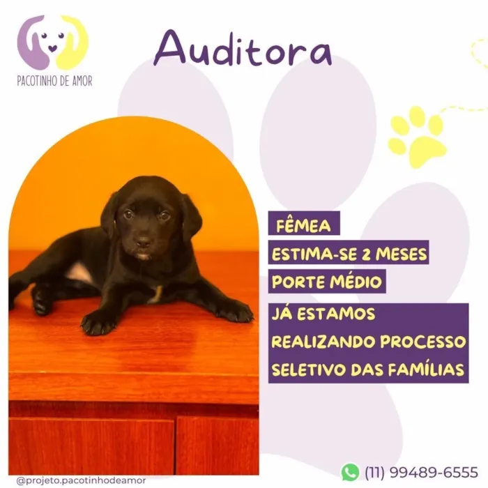 Cachorro raça SRD-ViraLata idade 2 a 6 meses nome Auditora