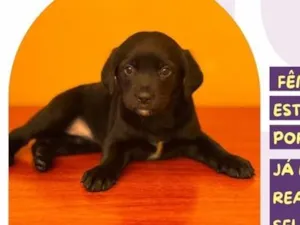 Cachorro raça SRD-ViraLata idade 2 a 6 meses nome Auditora