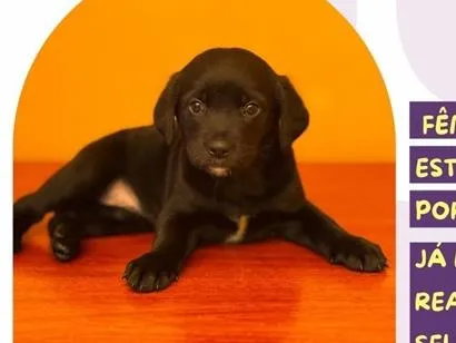Cachorro raça SRD-ViraLata idade 2 a 6 meses nome Auditora