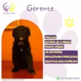Gerente