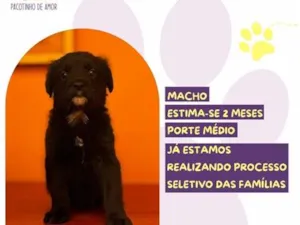 Cachorro raça SRD-ViraLata idade 2 a 6 meses nome Gerente