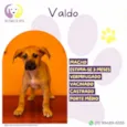 Valdo
