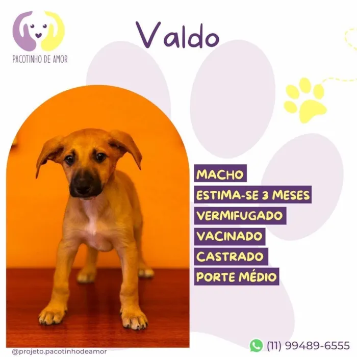 Cachorro raça SRD-ViraLata idade 2 a 6 meses nome Valdo