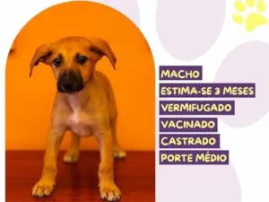 Cachorro raça SRD-ViraLata idade 2 a 6 meses nome Valdo