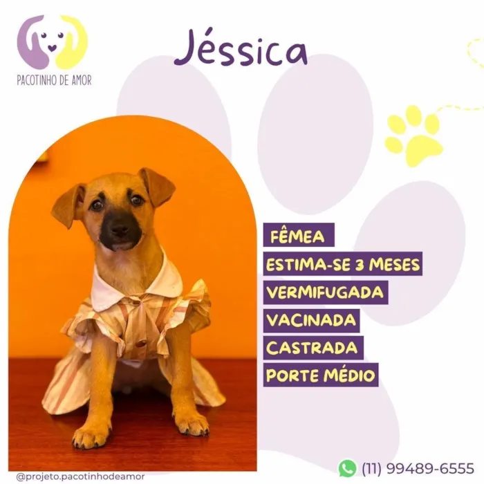 Cachorro raça SRD-ViraLata idade 2 a 6 meses nome Jéssica
