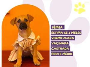 Cachorro raça SRD-ViraLata idade 2 a 6 meses nome Jéssica