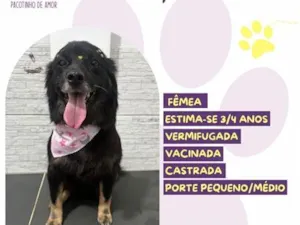Cachorro raça SRD-ViraLata idade 3 anos nome Joly