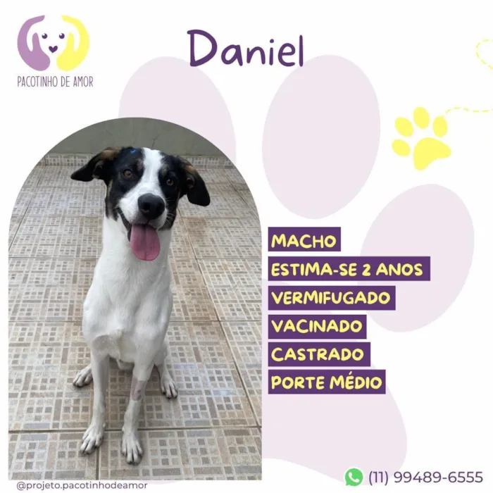 Cachorro raça SRD-ViraLata idade 2 anos nome Daniel