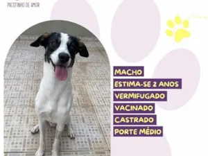 Cachorro raça SRD-ViraLata idade 2 anos nome Daniel