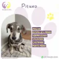 Pituxo