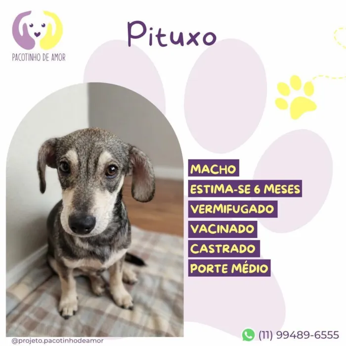 Cachorro raça SRD-ViraLata idade 2 a 6 meses nome Pituxo