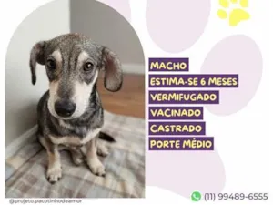 Cachorro raça SRD-ViraLata idade 2 a 6 meses nome Pituxo