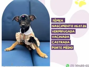 Cachorro raça SRD-ViraLata idade 2 a 6 meses nome Katy Perry