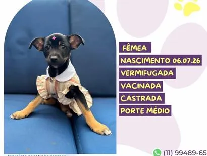 Cachorro raça SRD-ViraLata idade 2 a 6 meses nome Katy Perry