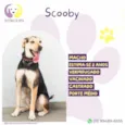 Scooby