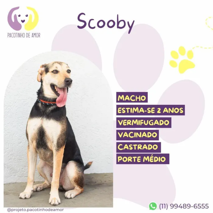 Cachorro raça SRD-ViraLata idade 2 anos nome Scooby