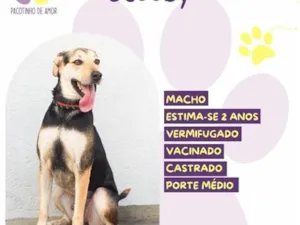 Cachorro raça SRD-ViraLata idade 2 anos nome Scooby