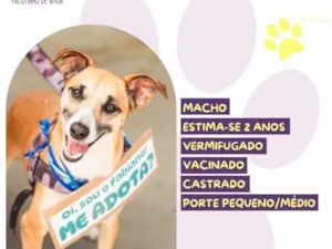 Cachorro raça SRD-ViraLata idade 2 anos nome Fabiano