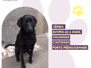Cachorro raça SRD-ViraLata idade 2 anos nome Julie