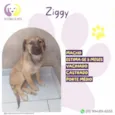 Ziggy