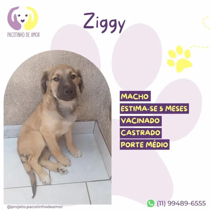 Cachorro raça SRD-ViraLata idade 2 a 6 meses nome Ziggy