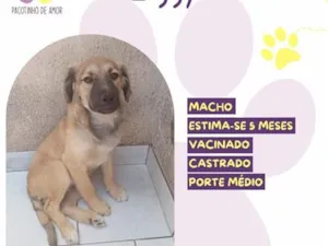 Cachorro raça SRD-ViraLata idade 2 a 6 meses nome Ziggy