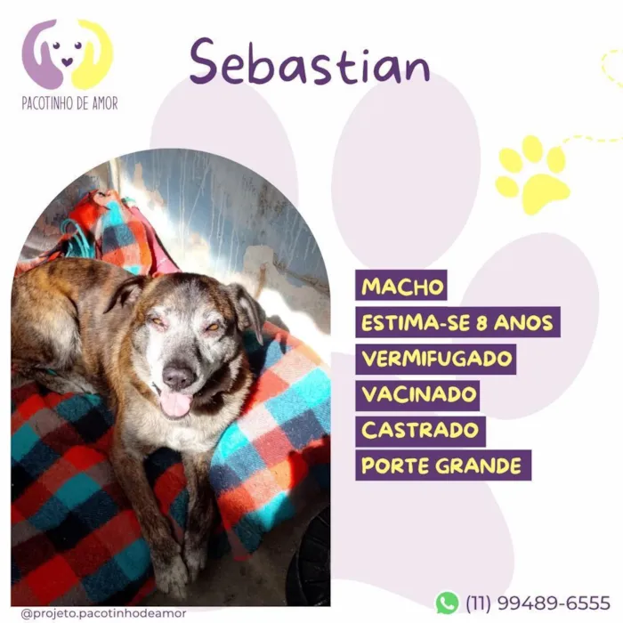Cachorro raça SRD-ViraLata idade 6 ou mais anos nome Sebastian