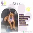 Chico