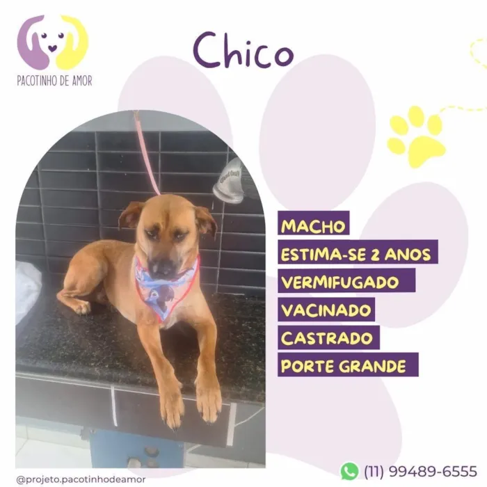 Cachorro raça SRD-ViraLata idade 2 anos nome Chico