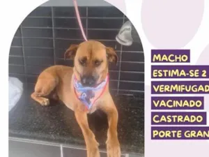 Cachorro raça SRD-ViraLata idade 2 anos nome Chico